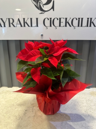 Atatürk Çiçeği (ponsetya)