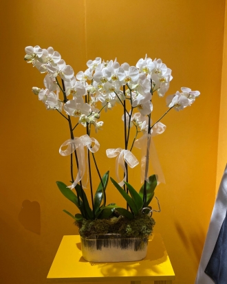 4 dal orkide arajman