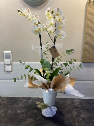 Seramikte Çift Dal Beyaz Orkide