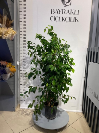 Benjamın