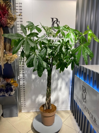 PAŞHİRA 180 CM