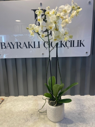 Beyaz Orkide