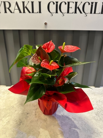 Antherıum Çiçeği