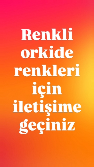 Renkli Orkide