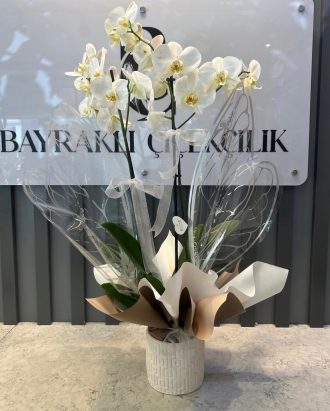 Kelebek Kanatlı Beyaz Orkide