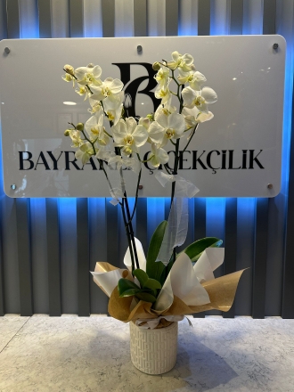 Beyaz Orkide