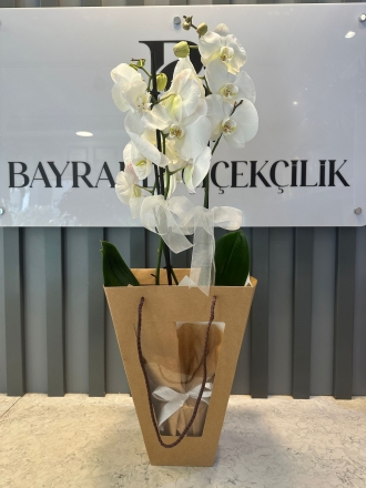 Beyaz Orkide Craft Özel Poşette